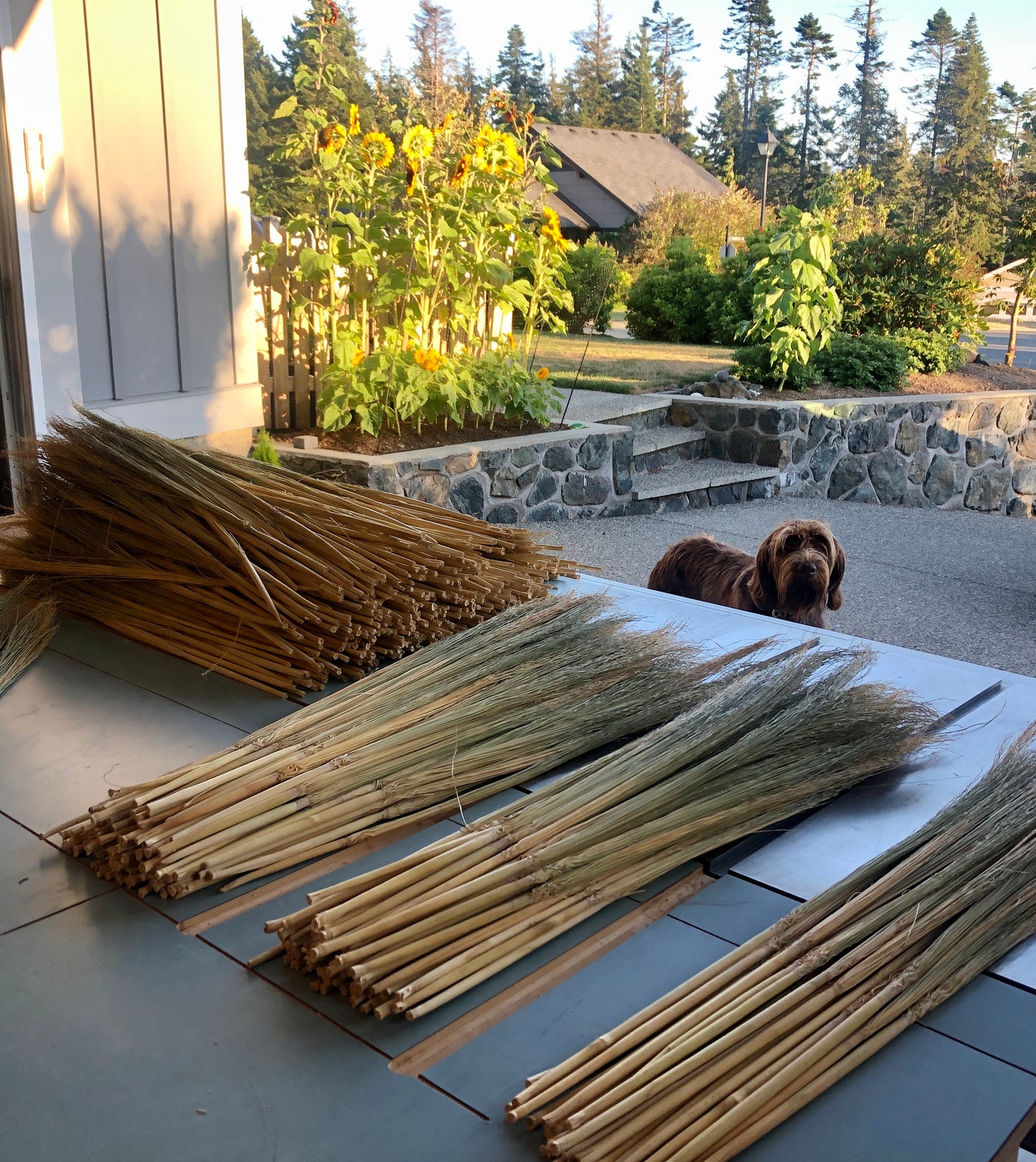 Craft Broomcorn